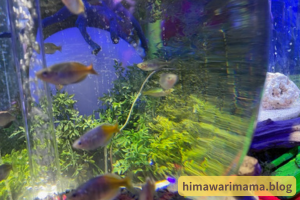 2歳の娘がひらパーの水族館で撮影した画像