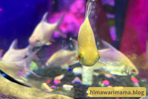 5歳の息子がひらパーの水族館で撮影した画像