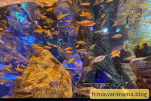 5歳の息子がひらパーの水族館で撮影した画像